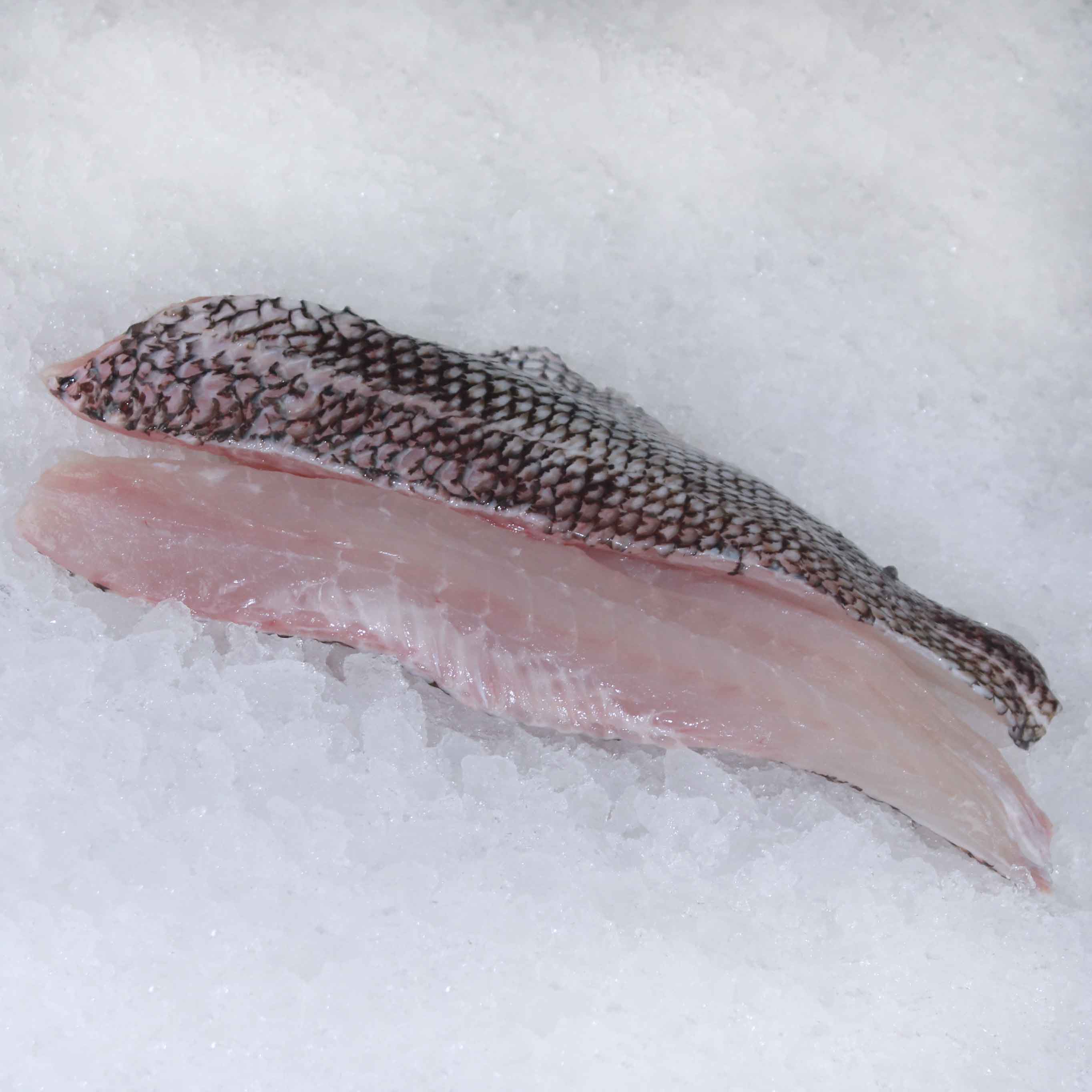 <strong>Black Sea Bass</strong>