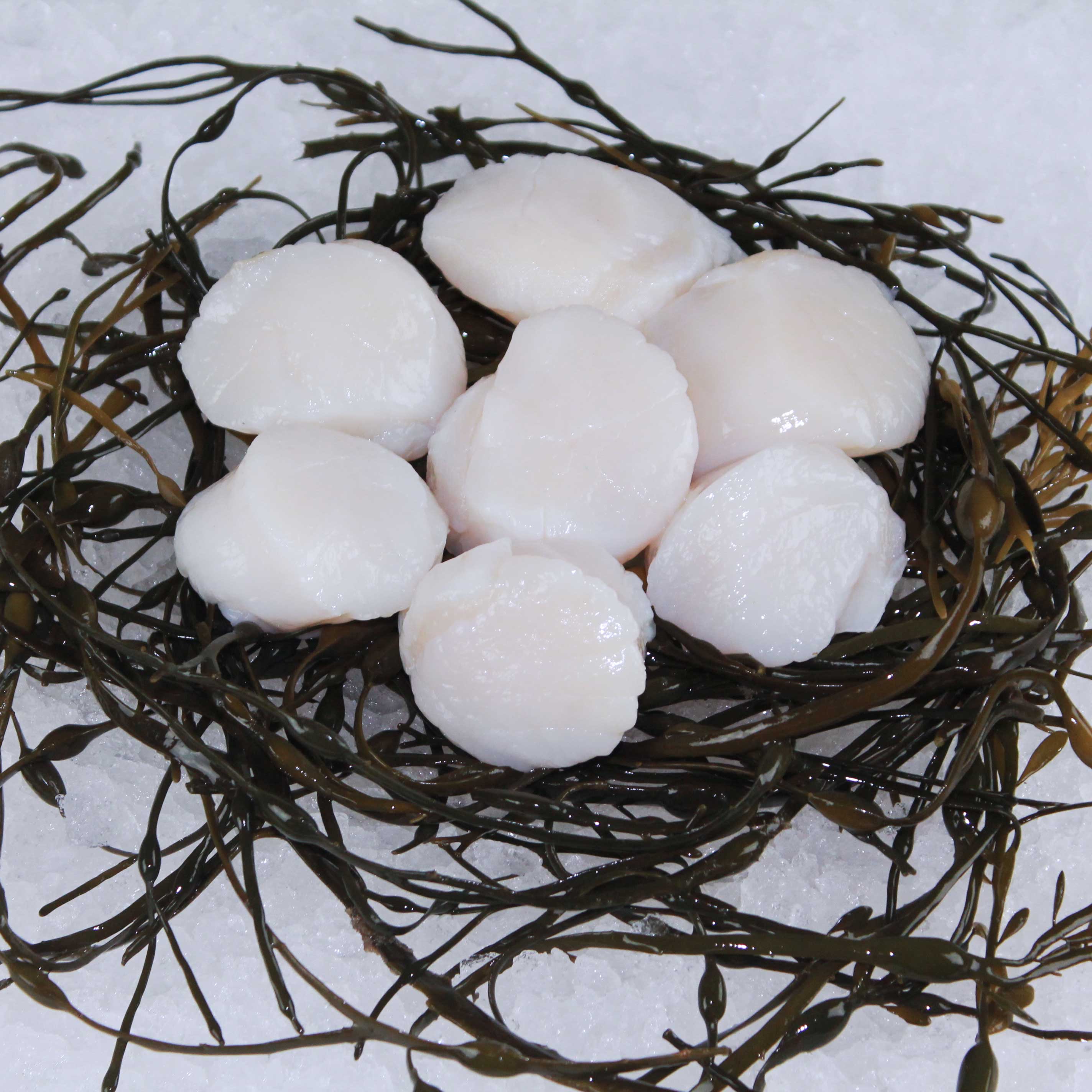 <strong>Sea Scallops</strong>