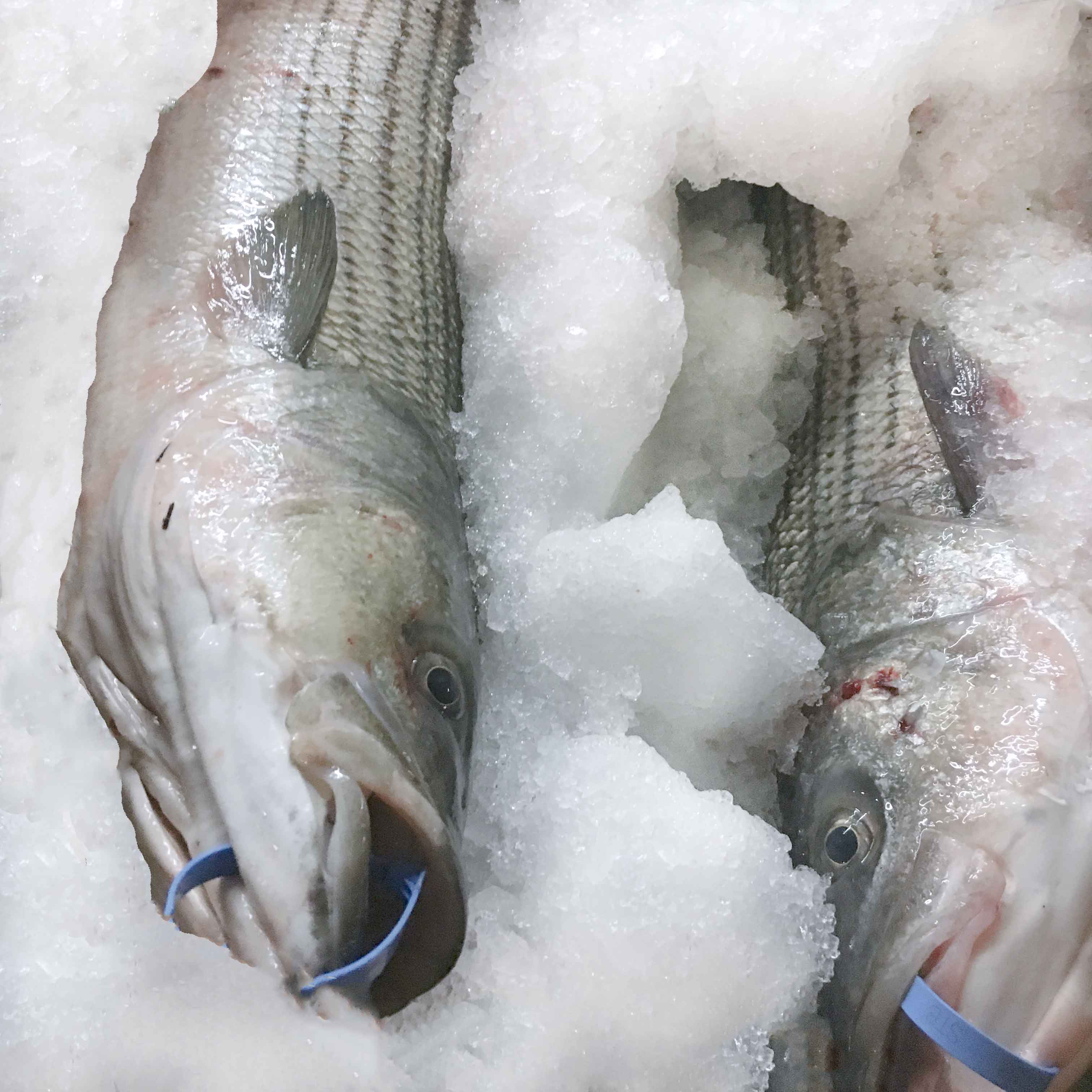 <strong> Local Wild Sea Bass</strong>