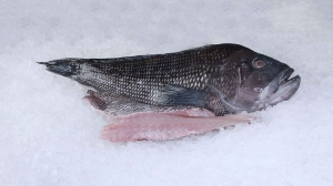 BlackSeaBass_1.jpg